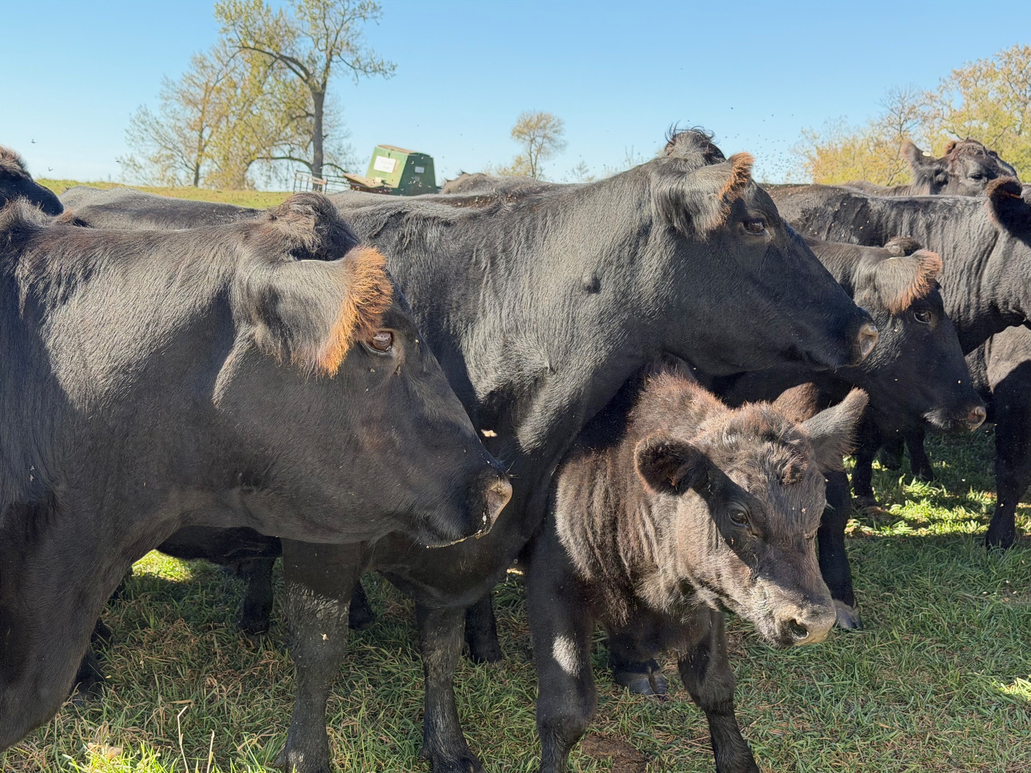 3 and 1 package! 500 lb calves at side! Ready to ship!- CP1013A5